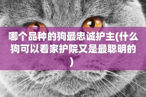 哪個品種的狗最忠誠護主(什么狗可以看家護院又是最聰明的) 
