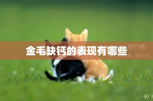 金毛缺鈣的表現有哪些