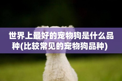世界上最好的寵物狗是什么品種(比較常見的寵物狗品種) 