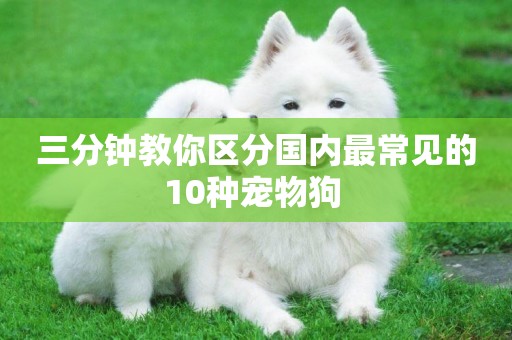 三分鐘教你區分國內最常見的10種寵物狗 