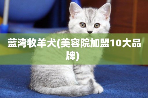 藍灣牧羊犬(美容院加盟10大品牌) 
