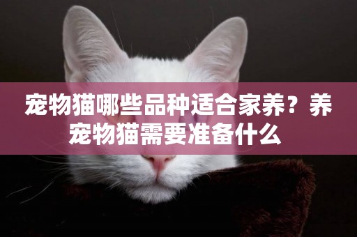 寵物貓哪些品種適合家養？養寵物貓需要準備什么 