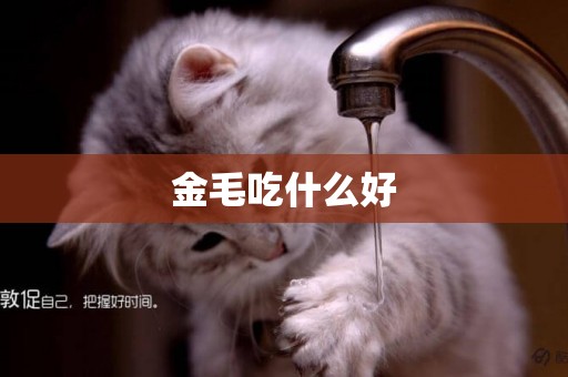 金毛吃什么好