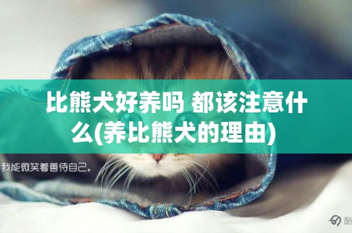 比熊犬好養嗎 都該注意什么(養比熊犬的理由) 