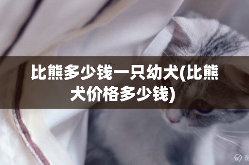 比熊多少錢一只幼犬(比熊犬價格多少錢) 