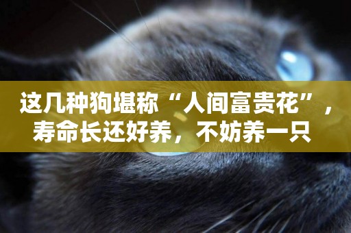 這幾種狗堪稱“人間富貴花”，壽命長還好養，不妨養一只 