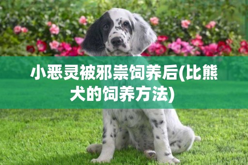 小惡靈被邪祟飼養后(比熊犬的飼養方法) 