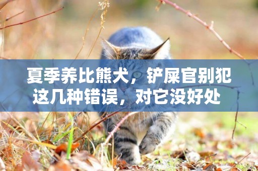 夏季養比熊犬，鏟屎官別犯這幾種錯誤，對它沒好處 