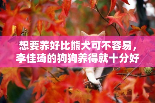 想要養好比熊犬可不容易，李佳琦的狗狗養得就十分好 