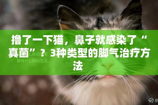 擼了一下貓，鼻子就感染了“真菌”？3種類型的腳氣治療方法 