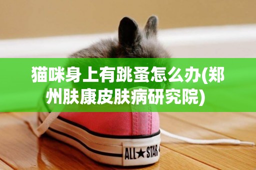 貓咪身上有跳蚤怎么辦(鄭州膚康皮膚病研究院) 