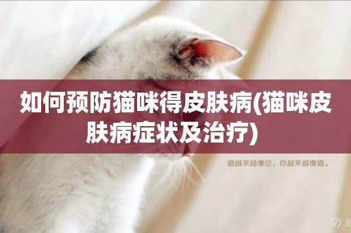 如何預防貓咪得皮膚病(貓咪皮膚病癥狀及治療) 