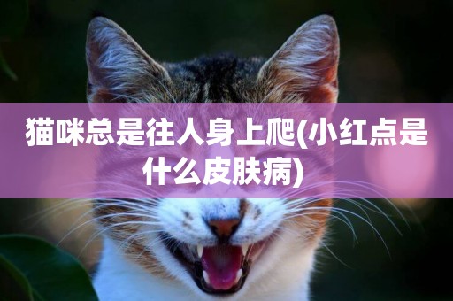 貓咪總是往人身上爬(小紅點是什么皮膚病) 