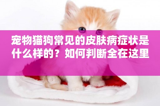 寵物貓狗常見的皮膚病癥狀是什么樣的？如何判斷全在這里 