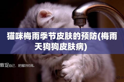 貓咪梅雨季節皮膚的預防(梅雨天狗狗皮膚病) 