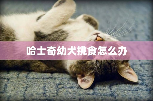 哈士奇幼犬挑食怎么辦