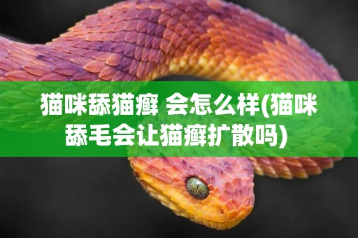 貓咪舔貓癬 會怎么樣(貓咪舔毛會讓貓癬擴散嗎) 
