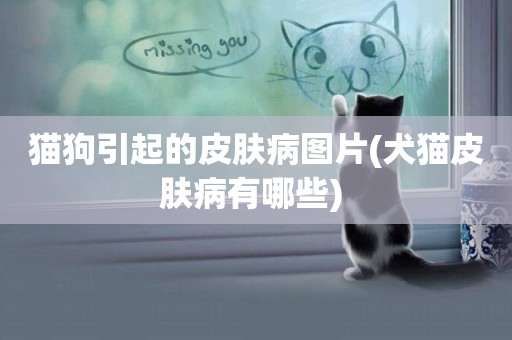 貓狗引起的皮膚病圖片(犬貓皮膚病有哪些) 