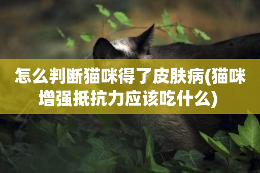 怎么判斷貓咪得了皮膚病(貓咪增強抵抗力應該吃什么) 