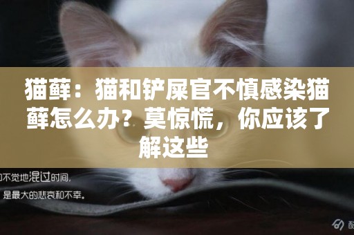 貓蘚：貓和鏟屎官不慎感染貓蘚怎么辦？莫驚慌，你應該了解這些 