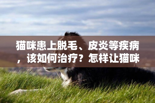 貓咪患上脫毛、皮炎等疾病，該如何治療？怎樣讓貓咪避免皮膚病 
