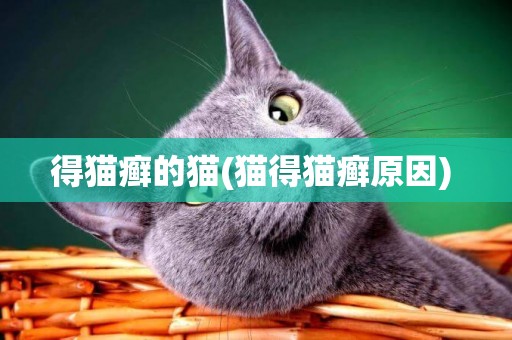得貓癬的貓(貓得貓癬原因) 