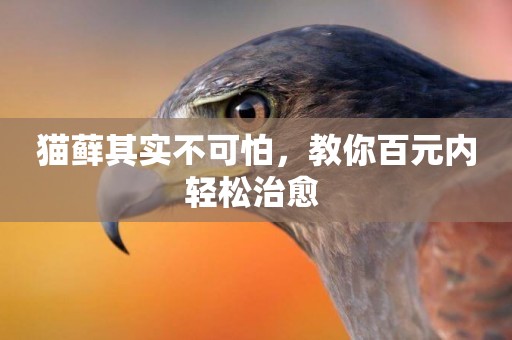 貓蘚其實不可怕，教你百元內輕松治愈 