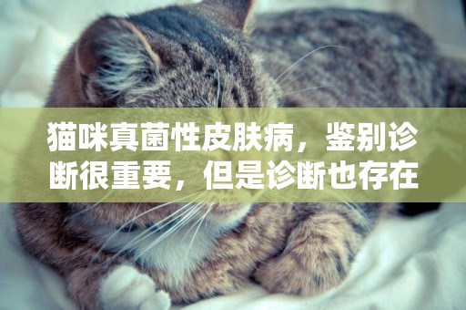 貓咪真菌性皮膚病，鑒別診斷很重要，但是診斷也存在一些問題 