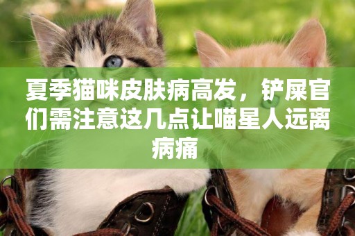 夏季貓咪皮膚病高發，鏟屎官們需注意這幾點讓喵星人遠離病痛 