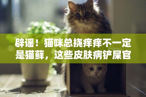 辟謠！貓咪總撓癢癢不一定是貓蘚，這些皮膚病鏟屎官都要警惕 