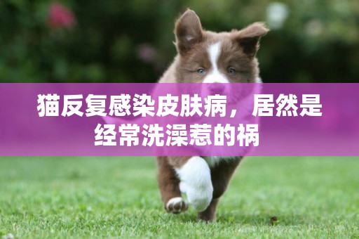 貓反復感染皮膚病，居然是經常洗澡惹的禍 