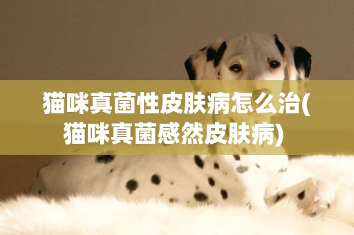 貓咪真菌性皮膚病怎么治(貓咪真菌感然皮膚病) 