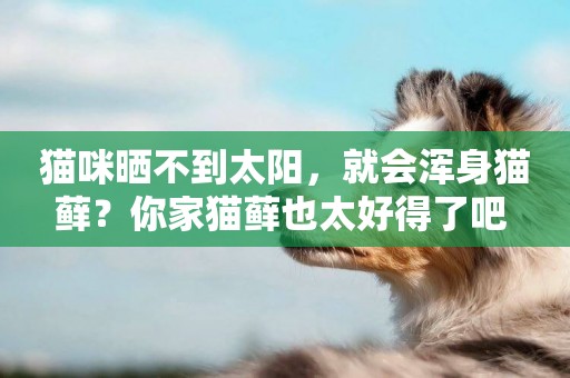 貓咪曬不到太陽，就會渾身貓蘚？你家貓蘚也太好得了吧 