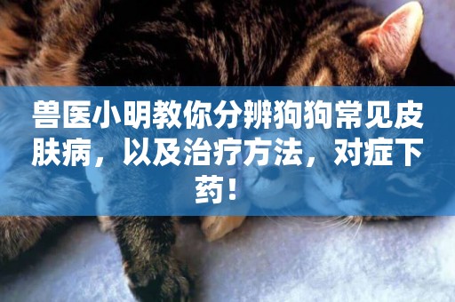 獸醫小明教你分辨狗狗常見皮膚病，以及治療方法，對癥下藥！ 