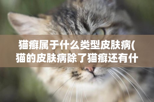 貓癬屬于什么類型皮膚病(貓的皮膚病除了貓癬還有什么) 