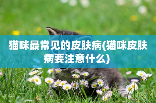 貓咪最常見的皮膚病(貓咪皮膚病要注意什么) 