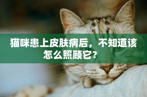 貓咪患上皮膚病后，不知道該怎么照顧它？ 