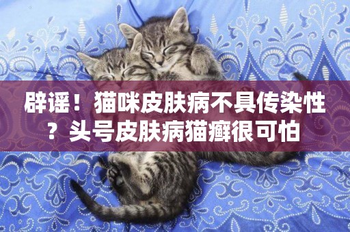 辟謠！貓咪皮膚病不具傳染性？頭號皮膚病貓癬很可怕 