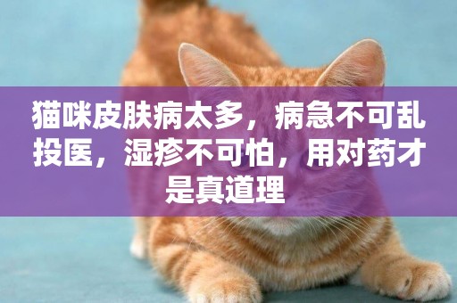 貓咪皮膚病太多，病急不可亂投醫，濕疹不可怕，用對藥才是真道理 