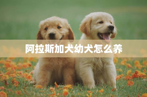 阿拉斯加犬幼犬怎么養