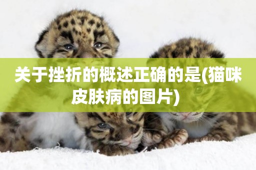 關于挫折的概述正確的是(貓咪皮膚病的圖片) 