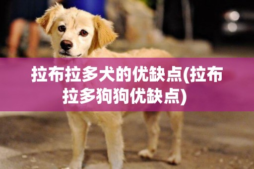 拉布拉多犬的優缺點(拉布拉多狗狗優缺點) 