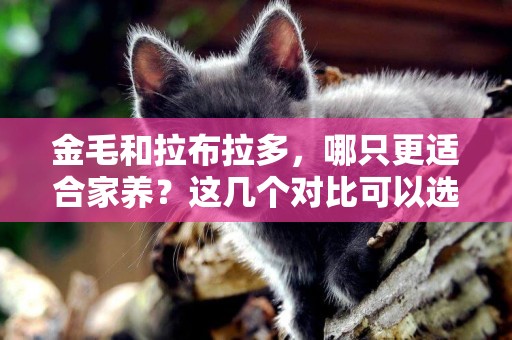 金毛和拉布拉多，哪只更適合家養？這幾個對比可以選出自己心愛的 