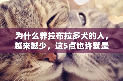 為什么養拉布拉多犬的人，越來越少，這5點也許就是原因 