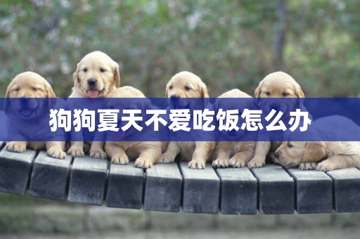 狗狗夏天不愛吃飯怎么辦