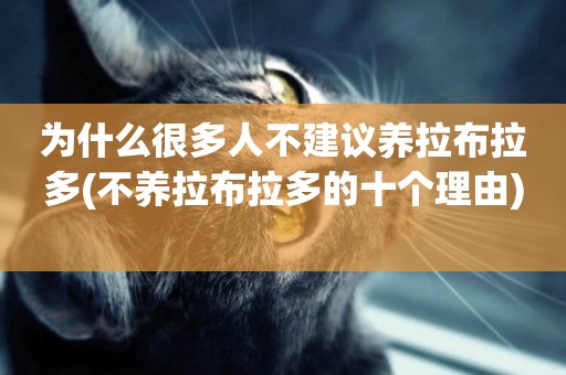 為什么很多人不建議養拉布拉多(不養拉布拉多的十個理由) 