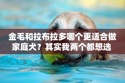 金毛和拉布拉多哪個更適合做家庭犬？其實我兩個都想選 