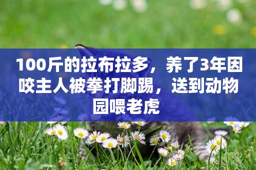 100斤的拉布拉多，養了3年因咬主人被拳打腳踢，送到動物園喂老虎 