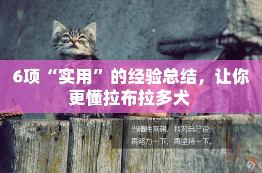 6項“實用”的經驗總結，讓你更懂拉布拉多犬 