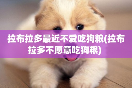 拉布拉多最近不愛吃狗糧(拉布拉多不愿意吃狗糧) 